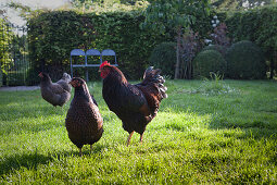 Three free-range hens in sunny garden