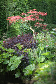 Lush sea of plants in sunny garden