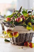 A basket of freshly picked ornamental apples