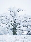 An oak snow covered landscape, Sweden.