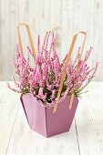 A heather plant in a purple paper flowerpot