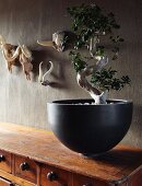 Bonsai tree in elegant, black ceramic bowl on vintage chest of drawers; small collection of animal trophies on wall