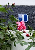 Pinkfarbene Rose vor Wand mit Hausnummernschild