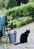 Katze neben Metalleimer auf Pflasterboden vor blühendem Garten
