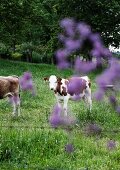Kalb auf der Weide, im Vordergrund violette Blüten