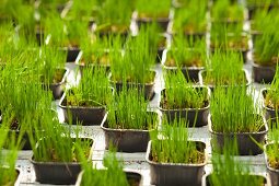 Young chives in black plastic pots