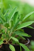 A sage plant in a plastic pot