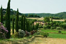 Avenue of cypresses and flowering oleander leading to country house in Tuscan landscape