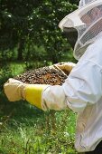 A beekeeper holding a honeycomb covered in bees