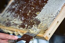 Wax being scraped off the honeycomb, so that the honey can be extracted by spinning