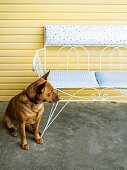 Dog sitting on concrete floor next to delicate garden bench made from white-painted metal against yellow wooden wall