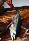 Yellowfin tuna being butchered