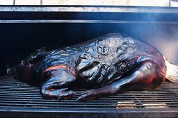 Suckling pig in roasting oven with burnt skin