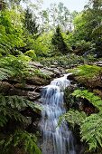 Wasserkaskaden in wilder grüner Waldlandschaft