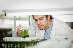 Middle Eastern scientist working in laboratory