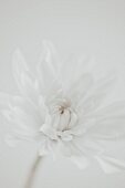 White Chrysanthemum Flower, Close-Up
