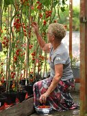 Elderley female collecting tomatoes in domestic greenhouse