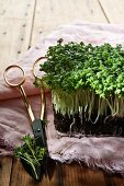 Fresh cress on a linen cloth with herb scissors