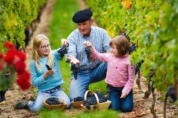 Familie bei der Weinlese im Weinberg des Château de Chantegrive, Podensac, Gironde, Frankreich