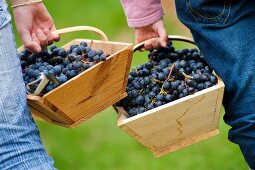 Mädchen tragen Körbe mit Trauben im Weinberg des Château de Chantegrive, Podensac, Gironde, Frankreich