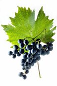 Muscat bleu grapes with a vine leaf