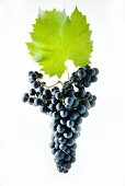 Cabernet Jura grapes with a vine leaf