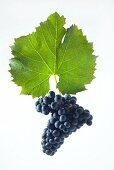 Maréchal foch grapes with a vine leaf