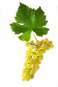 Chasselas, Gutedel grapes with vine leaf