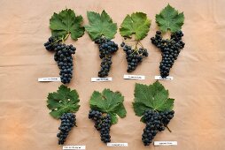 Various types of Cabernet grapes