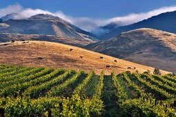 Prachtvolle Weinlandschaft, Kalifornien, USA