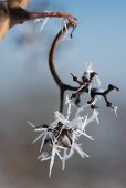 Ice crystals on a vine