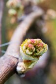 Before your eyes, buds on a vine open into shoots, Aargau