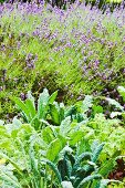 Vegetable plants and flowering lavender in a garden