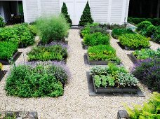 Various beds on herbs in a garden separated by gravel paths