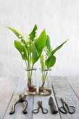 Vintage garden scissors and lilies of the valley with root balls in glass bottles