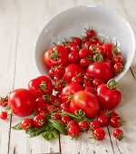 Tomatoes falling out of an overturned bowl
