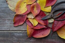 Herbstliche Kirschblätter und Vintage Gartenschere