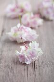 Hydrangea florets on wooden board