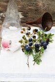 Blackberry and sloes sprigs with leaves and fruits, a glass bottle, a funnel and twine