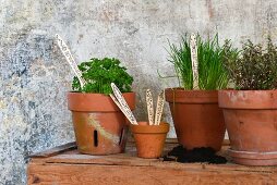 Potted herbs with labels made from disposable wooden cutlery