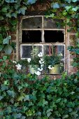 Old stable window with broken panes surrounded by ivy with planters on windowsill