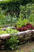 Flowering ox-eye daisies in front of raised bed of lettuces and vegetables with reclaimed brick wall