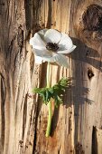 A white anemone on a piece of bark