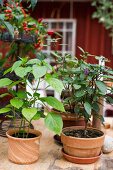 Various potted plants on wooden table