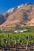 Cabernet Sauvignon Trauben im Weinberg von Haras de Pirque