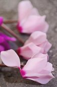 Pink cyclamen