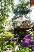 Flowering alliums in garden; outdoor furniture and parasol on raised terrace in background