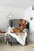 Hund auf Tierfell und gemütlichem, grauem Sessel, neben Retro Stehleuchte in Zimmerecke vor weisser Holzwand