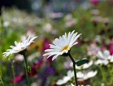 Ox-eye daisies in garden