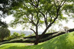 Large lawn and bird bath below tree with suspended bird table